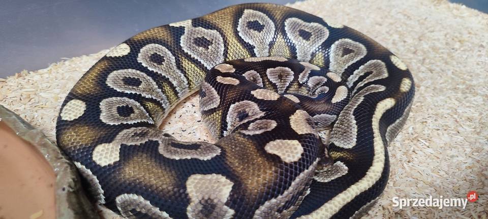 Pyton królewski samica Mojave