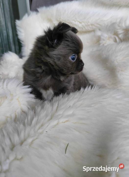 CHIHUAHUA PRZEPIĘKNA SUNIA KOLOR NIEBIESKI BLUE Chihuahua łódzkie Łódź