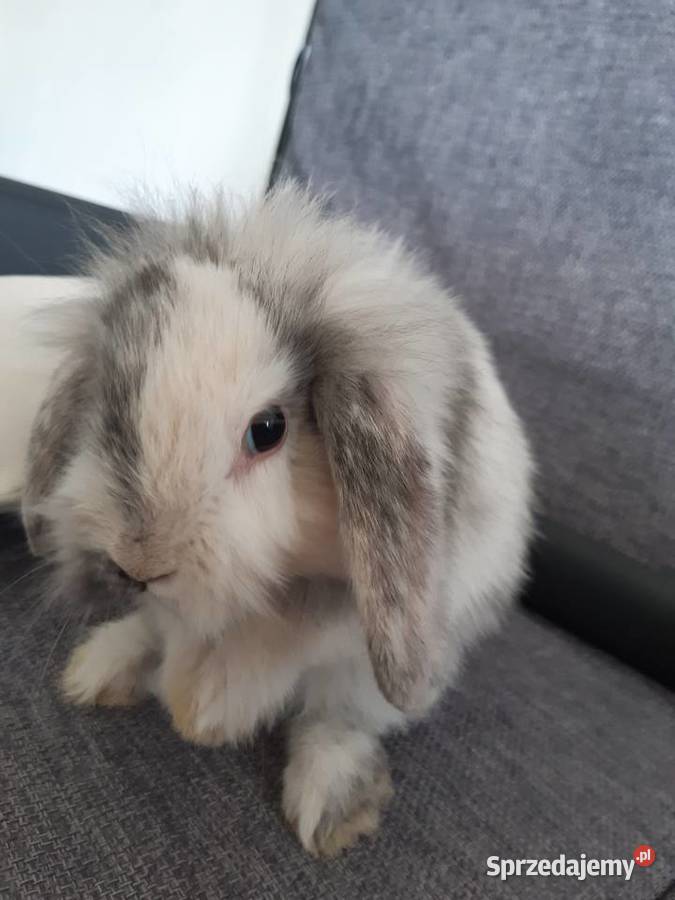 Królik mini lop karzełek długowłosy Katowice