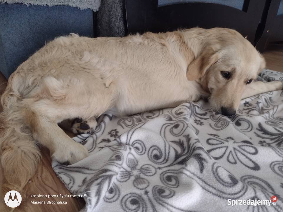golden retriever suczka ZKwP Praszka sprzedam