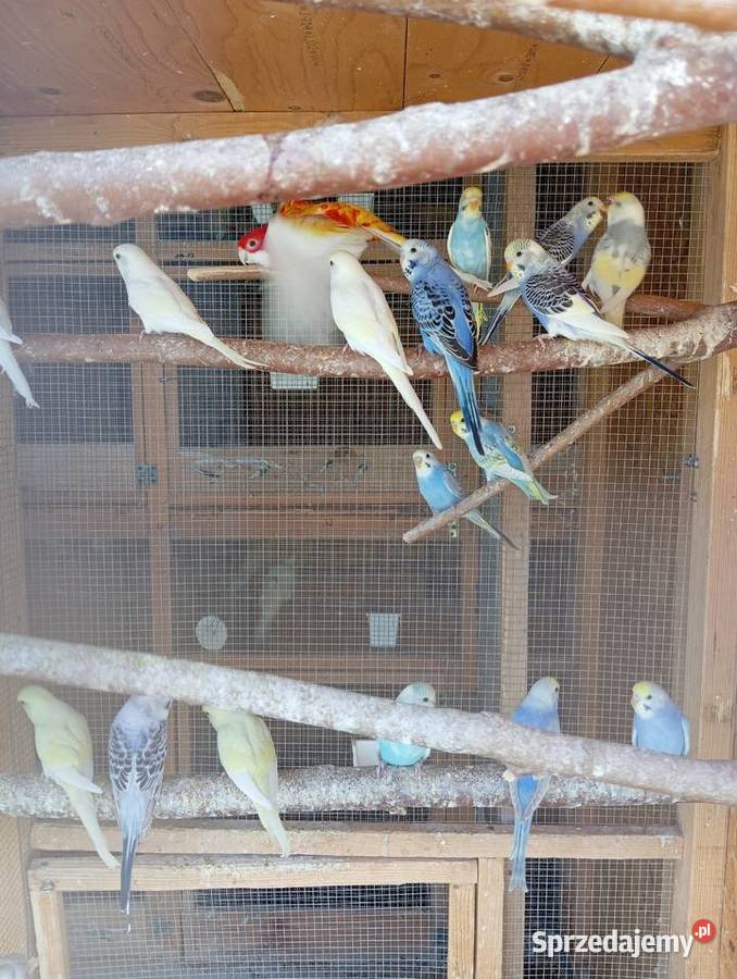 Papugi faliste papużki faliste piękne kolory