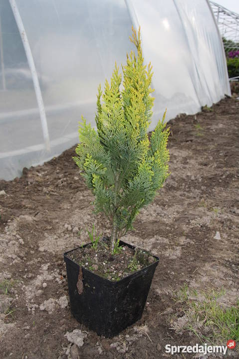 Tuja szmaragd lawson kórnik Sadzonki 304060 Smardy Górne