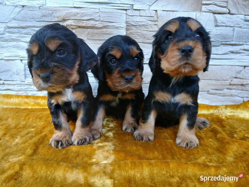 Śliczne Szczenięta Cocker Spaniel Angielski Sieradz