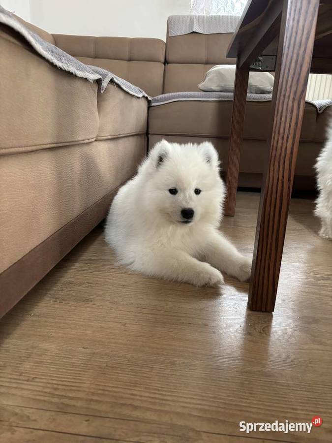 Szczenięta Samoyed Pabianice