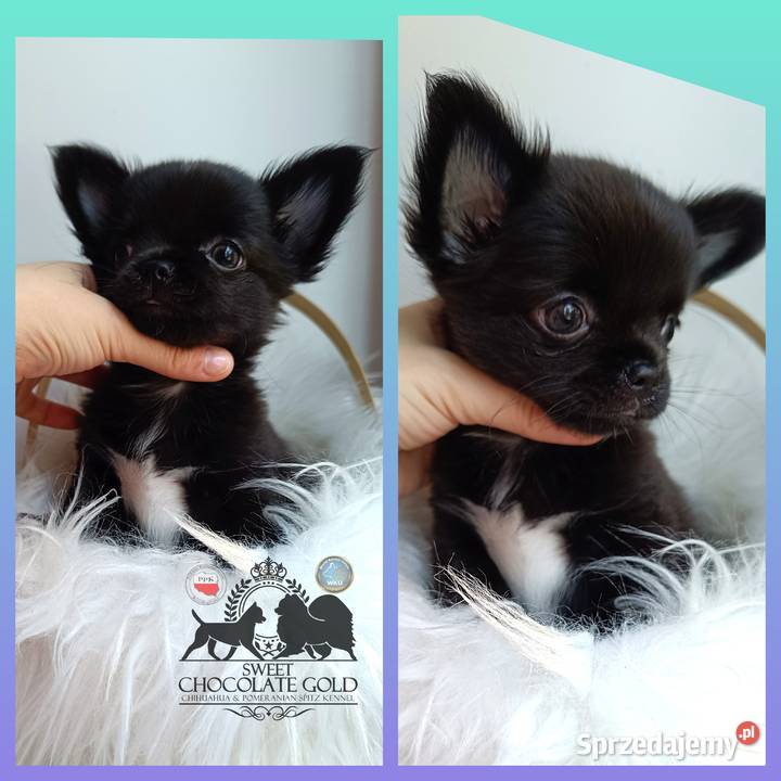 Chihuahua piesek długowłosy czarny rodowód Chihuahua sprzedam
