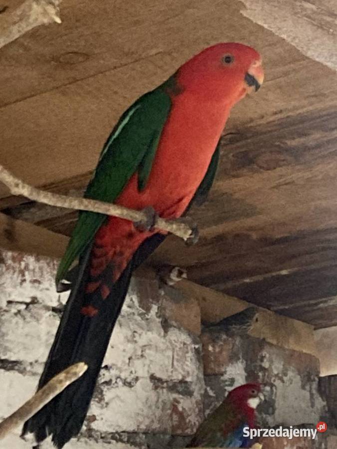 Samiec szkarłatki królewskiej Ptaki sprzedam
