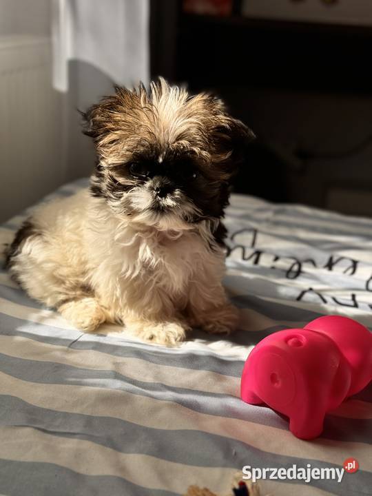 Reproduktor Shih Tzu