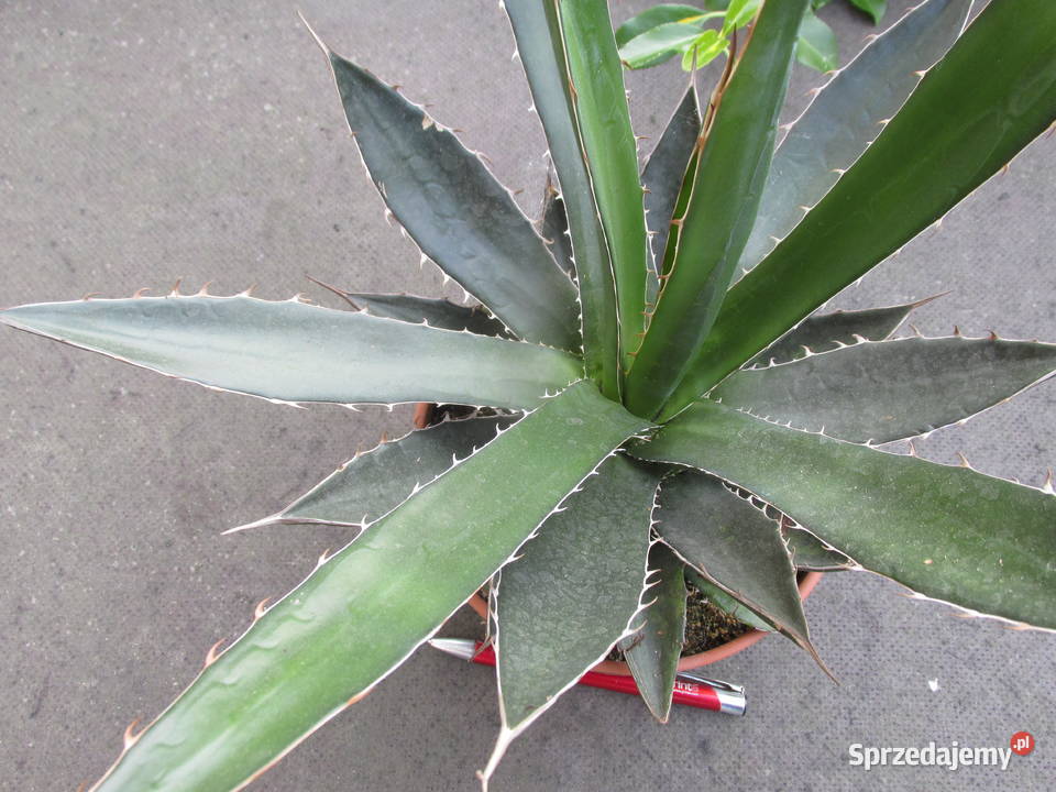 Odhodowana ponad 6letnia agawa z Meksyku Agave Kraków