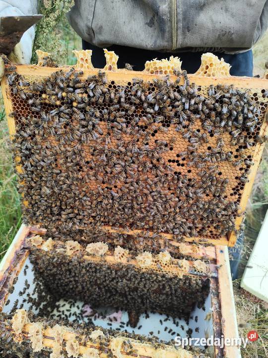 Odymianie warroza Dom i Ogród Grójec