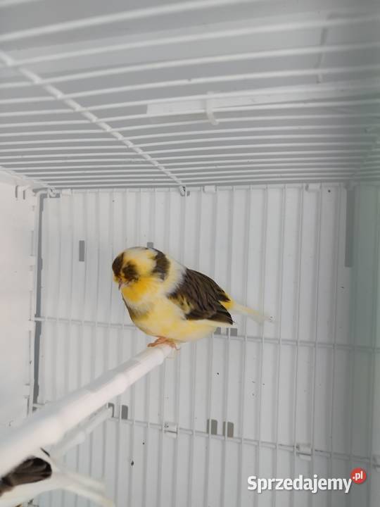 Kanarki Gloster 24 25 r Pary Ptaki wielkopolskie Gostyń sprzedam