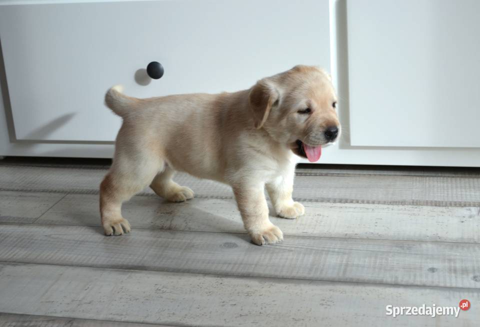 Szczeniaki Labrador Retriever biszkoptowe Żelechlinek