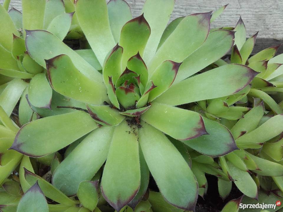 ROŚLINA NA UKĄSZENIA ozdoba ROJNIK wiele innych Rośliny Lublin