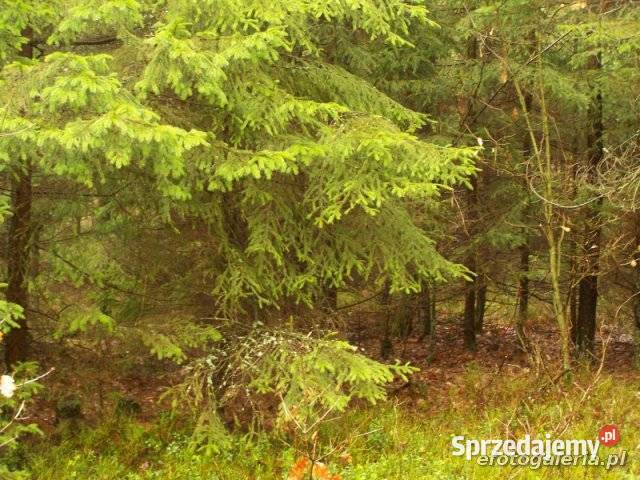 Sprzedam działki Leśne Cibórz