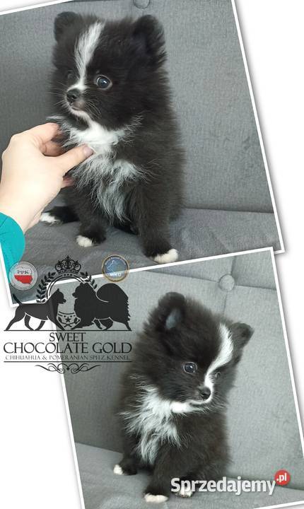 Suczka pomeranian szpic miniaturowy czarna Bełchatów