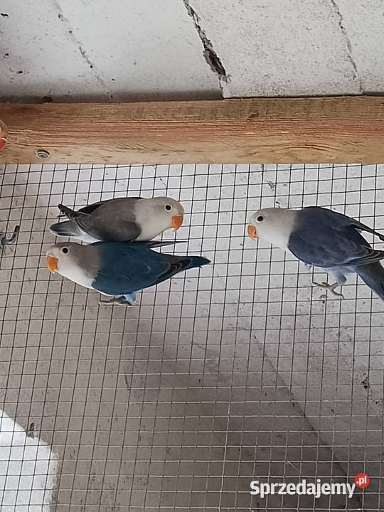 Młode nierozłączki Fischera Łask