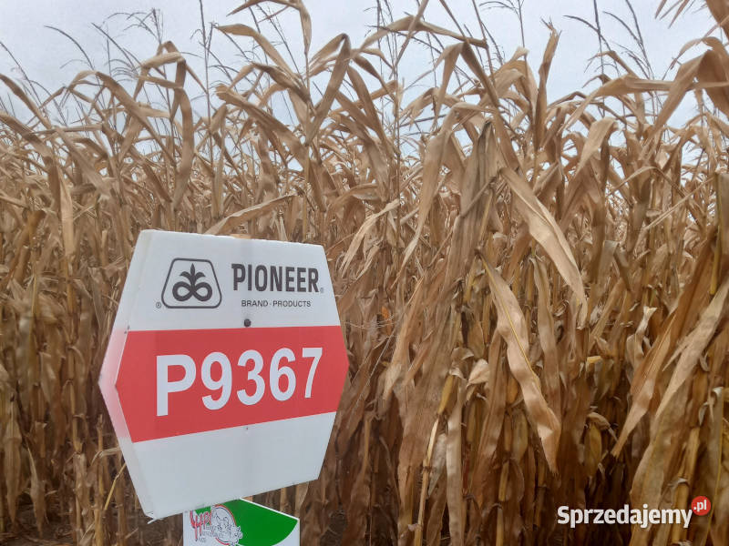 Nasiona kukurydzy Pioneer P9367 FAO Z270 AQUAmax Strzelno