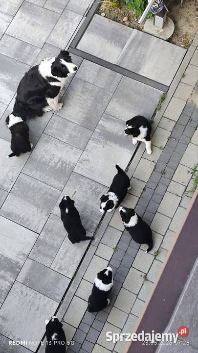 Border Collie szczeniaki podkarpackie Nagawczyna