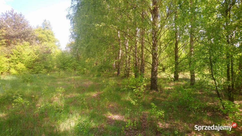 Sprzedam działkę 4828m2 Wkrą z prawem zabudowy Popielżyn-Zawady
