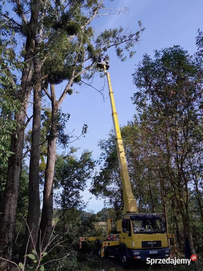 Wycinka drzew