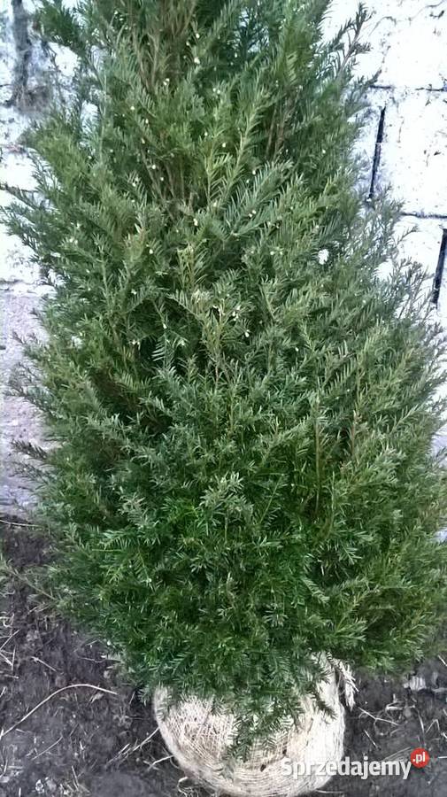 Gotowy Wysoki Żywopłot Cis BaccataHillii