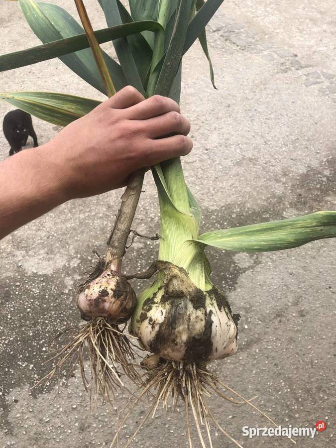 Czosnek sloniowy Rataje Słupskie