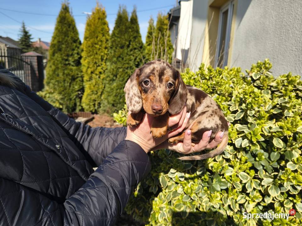 Jamnik długowłosy Choco merle czekoladowy łódzkie