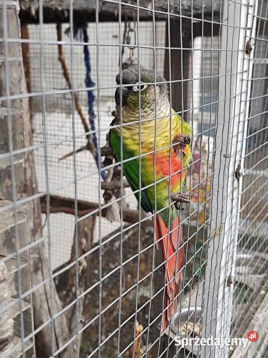 Rudosrerki zielonolica sprzedam