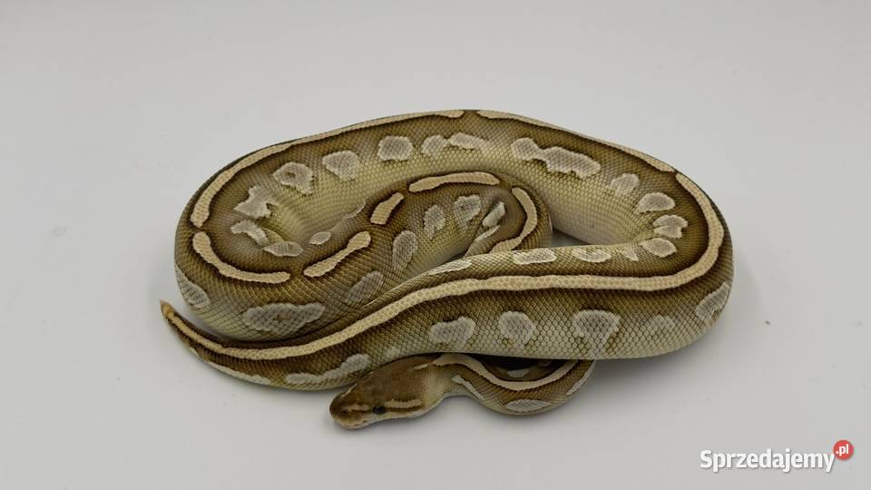 Bongo het clown samica Pyton królewski regius Chorzów