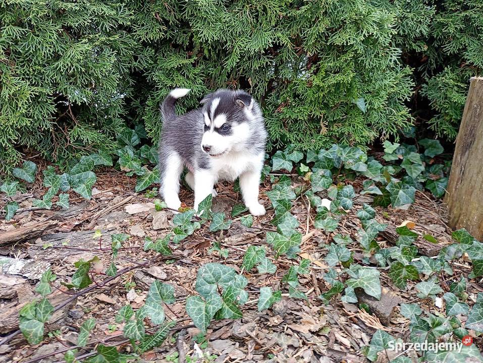 Siberian husky boy Racibórz