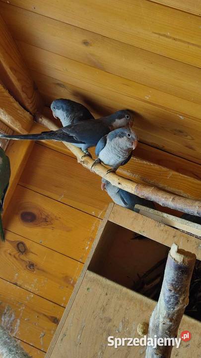 Mnicha nizinna kobalt Ptaki łódzkie Knapy sprzedam