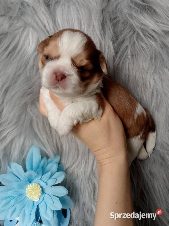 Piękny biało złoty piesek rasy ShihTzu Kluczbork