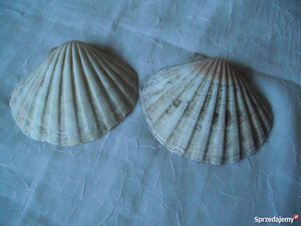 NATURALNE MUSZLE PERŁOWE
