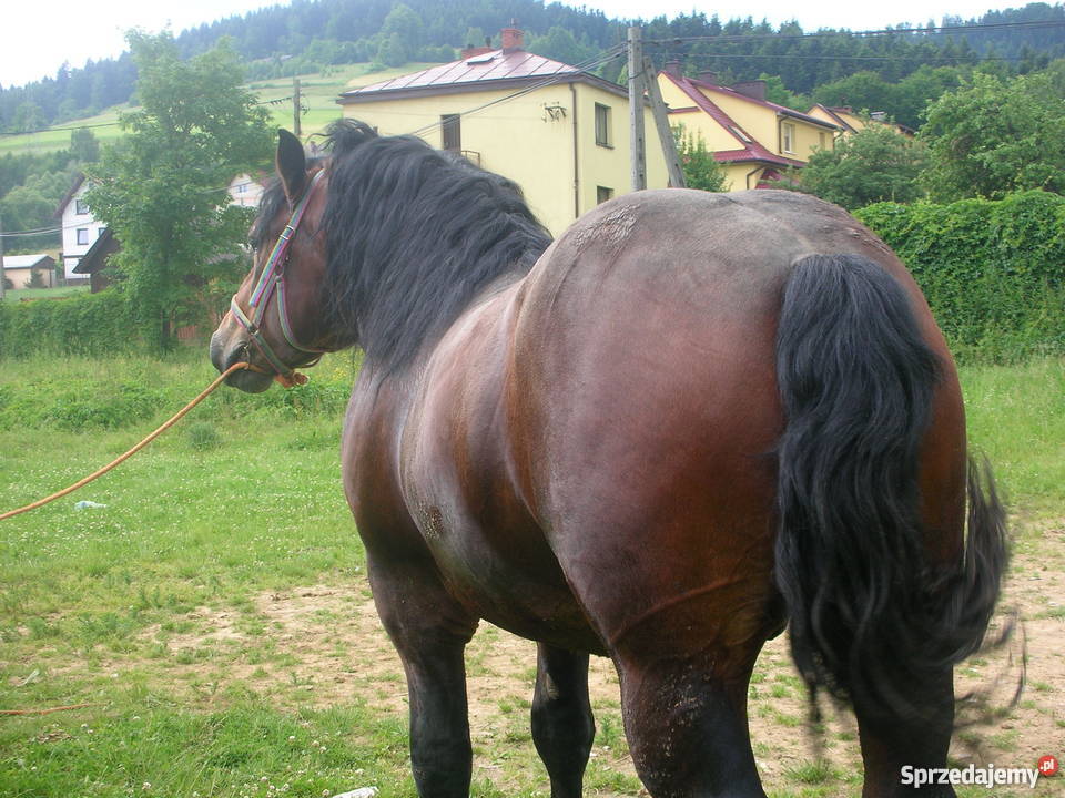 sprzedam konie szpaki gniade małopolskie Limanowa sprzedam