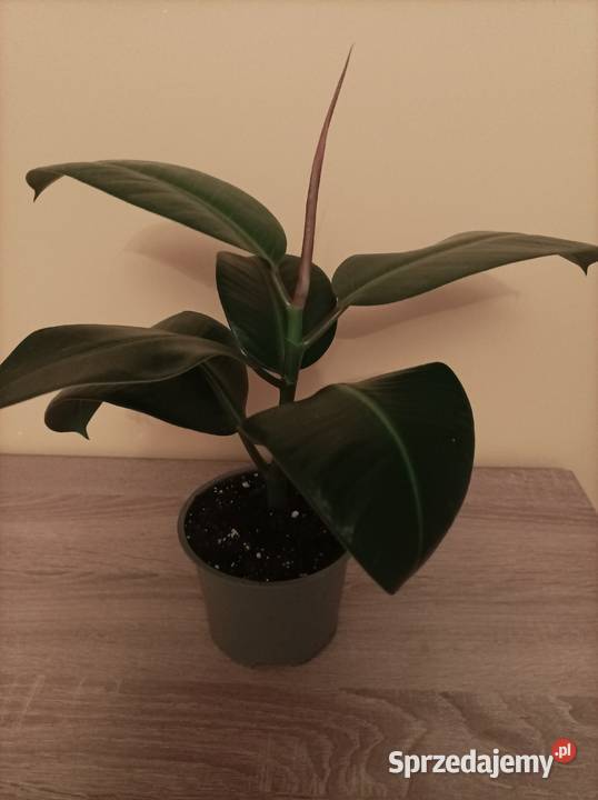 Figowiec sprężysty Ficus elastica mazowieckie Długosiodło