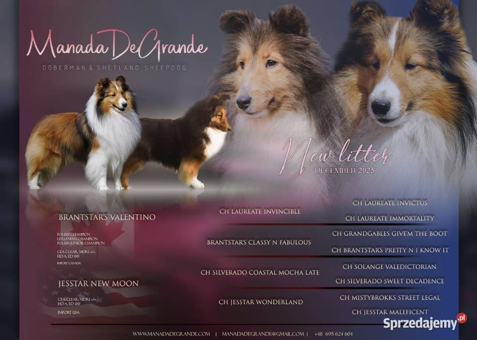 Sheltie linia amerykańska zapowiedź miotu Gorzów Wielkopolski