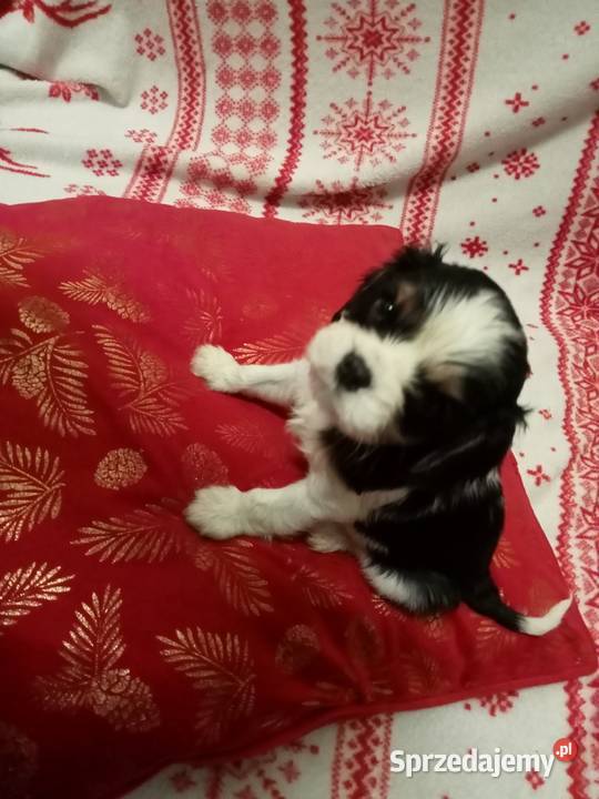 Cavalier king charles spaniel gotowe do zmiany Cavalier King Charles Spaniel Kurów