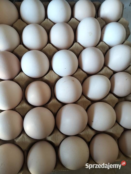 Jaja wiejski łódzkie Witów sprzedam