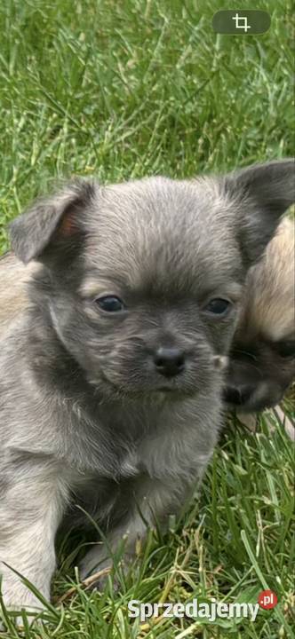 Chihuahua Sosnowiec