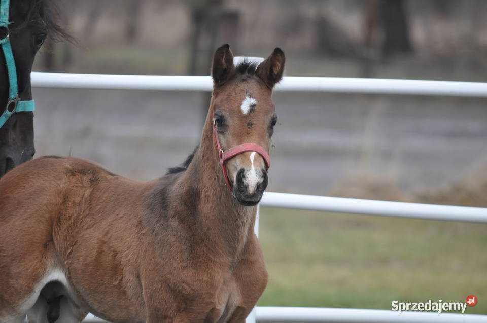 Ogierek małopolski źrebak