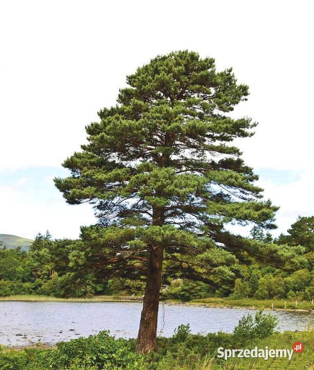 sosna pospolita pinus sylvestris zwyczajna Zamęty