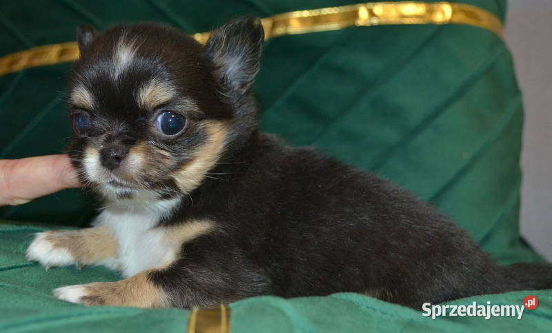 CHIHUAHUA PIĘKNE SUNIE TRICOLOR Warszawa