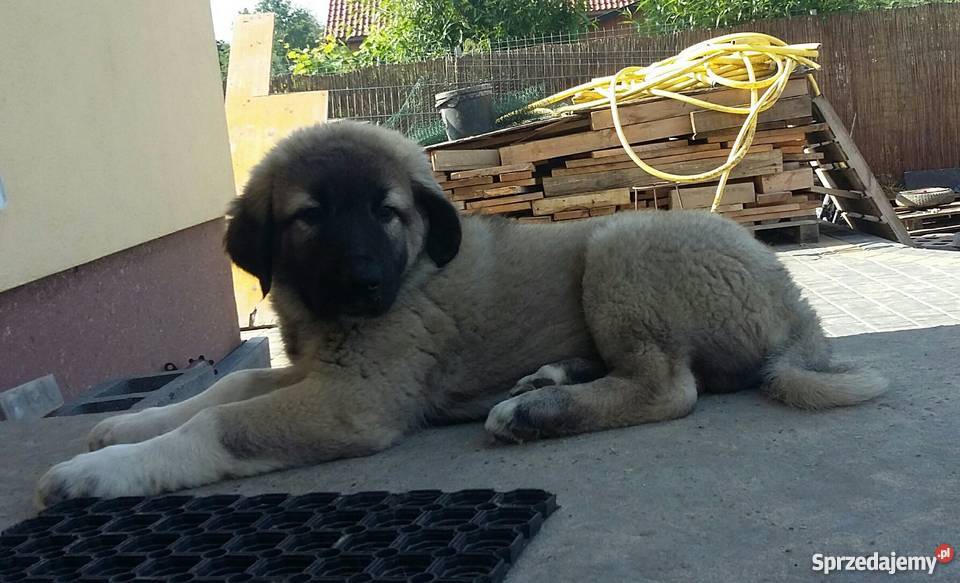 AnatolianKangal Karabasz Psy