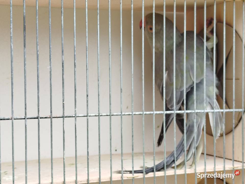 Aleksandretta stalowozielona GO 2025 r świętokrzyskie Brzeziny