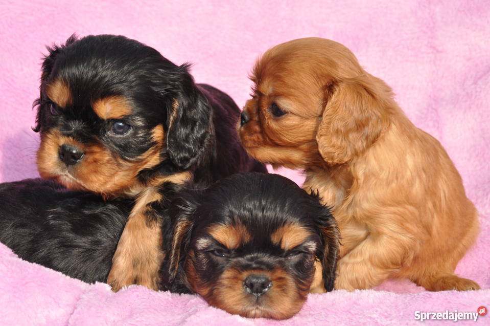 Cavalier King Charles Spaniel rude i podpalane Kraków sprzedam