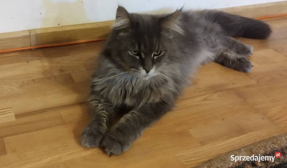 Maine Coon piękne kociaki opolskie Skorogoszcz sprzedam