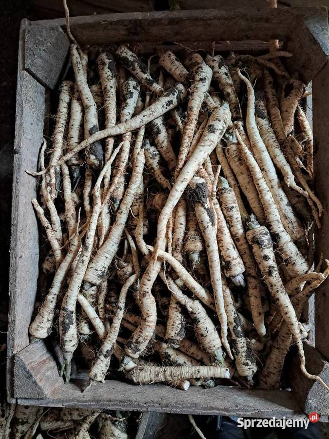 Pietruszka drobna Rośliny przemysłowe Rolnictwo Pińczów