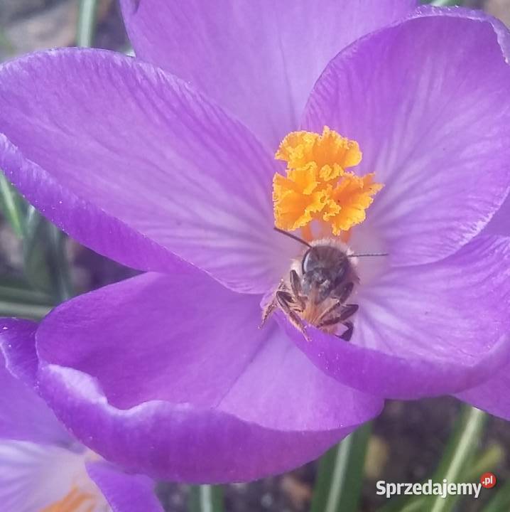 Pszczoła MURARKA ogrodowa RURKI TRZCINA kokony