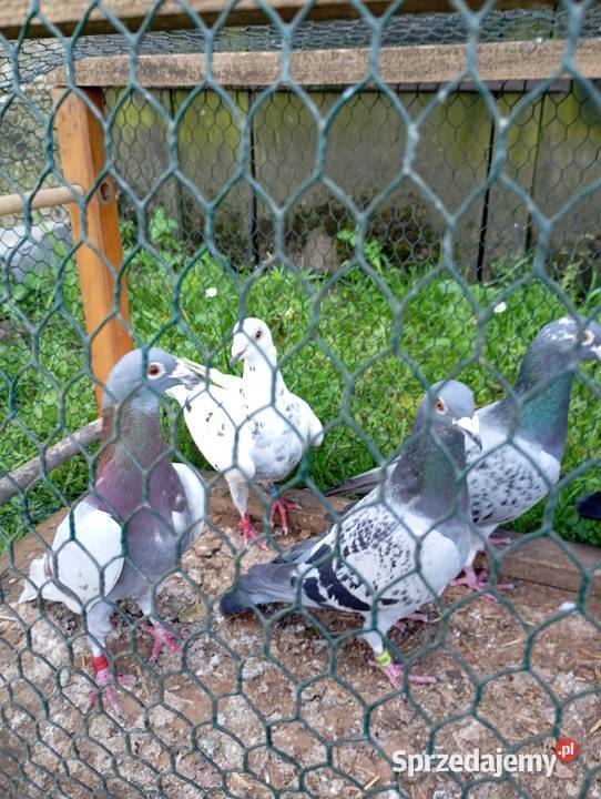 Sprzedam gołębie pocztowe likwidacja hodowli Kłodawa
