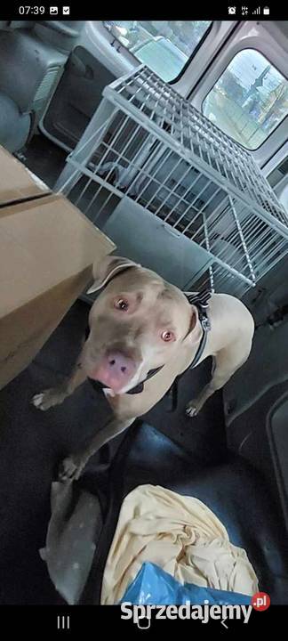 Transport zwierząt domowych wielkopolskie Poznań