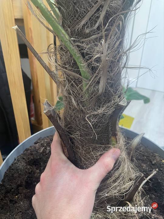 Trachycarpus fortunei 120 Roślina zachodniopomorskie Szczecin sprzedam